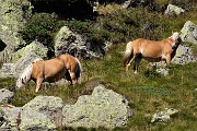 Bellissimo ritorno sul Pizzo Tre Signori (2554 m) da Ornica nella splendida giornata del 27 settembre 2018